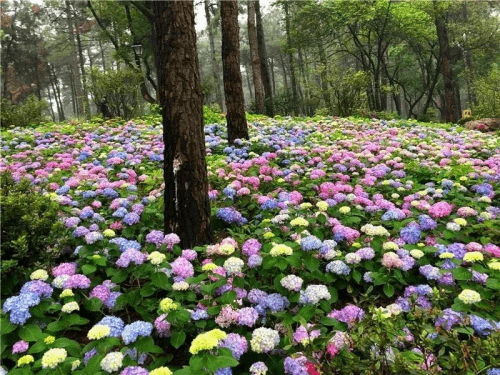 英山四季花海最新动态——绽放美丽，引领旅游新潮流